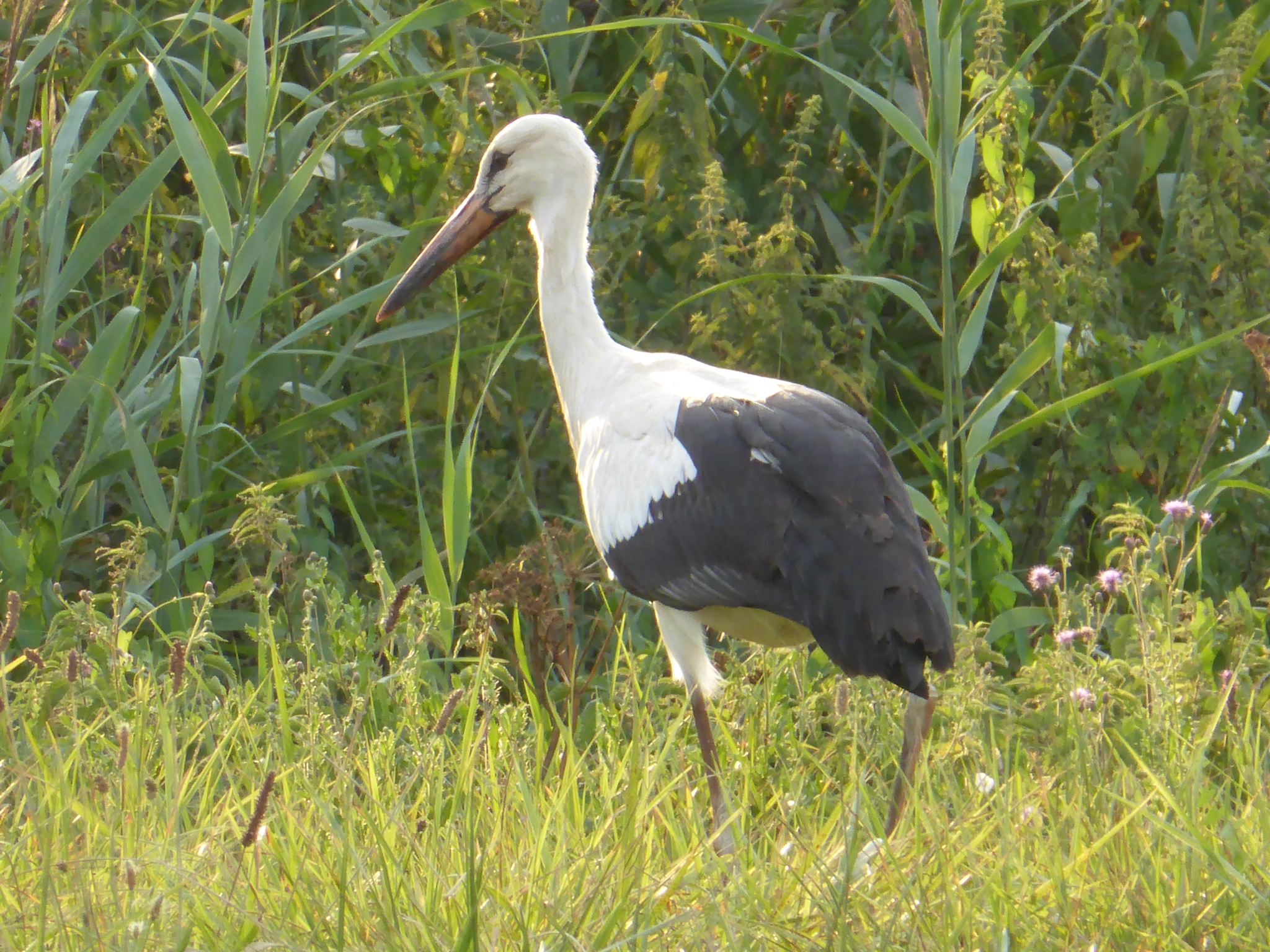 Une cigogne alsacienne