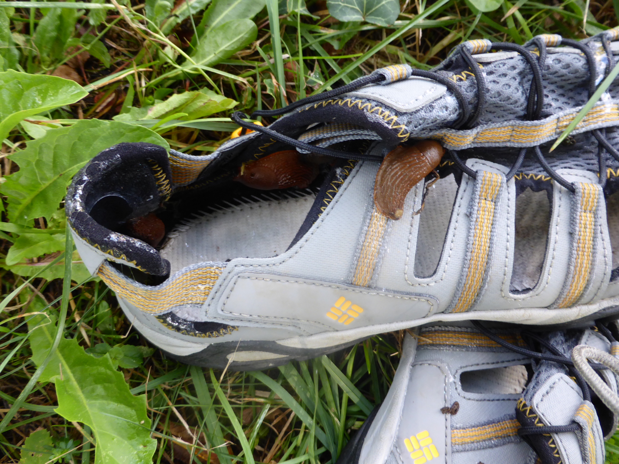 Attaque de loches pendant la nuit