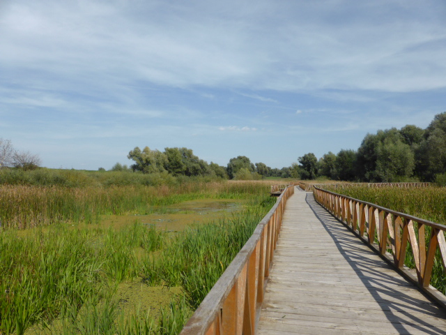 Passerelle aménagée sur plusieurs kilomètres dans le parc national de Kopacki Rit, où nous avons passé une nuit sous tente entourés de cerfs qui bramaient toute la nuit, mais chuuuut